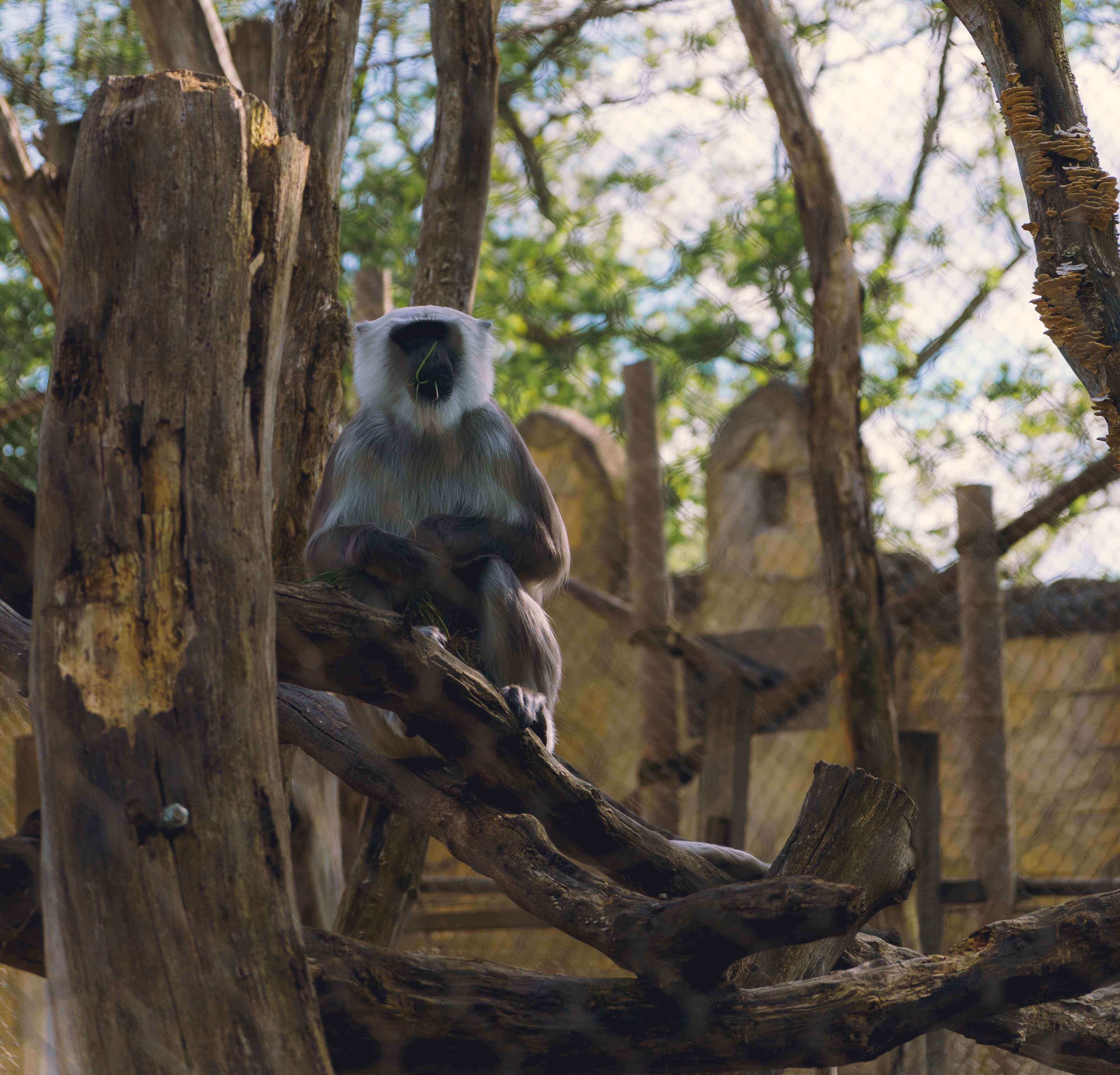 Monkey Eating Grass